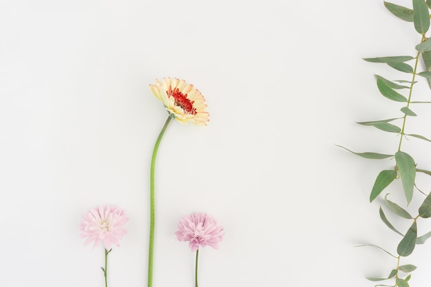 Photo gratuite composition fantastique avec trois fleurs et de feuilles