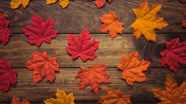 Composition de feuilles d&#39;érable coloré