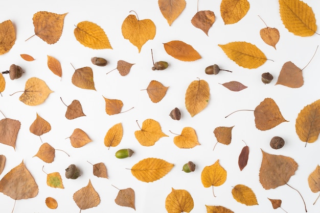 Composition de feuilles et de glands séchés