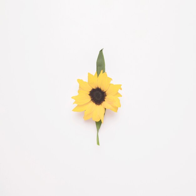 Composition de fleur sur feuille verte