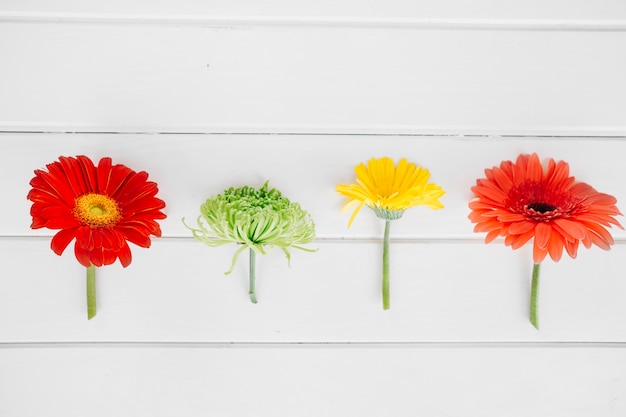 Photo gratuite composition de fleurs coupées