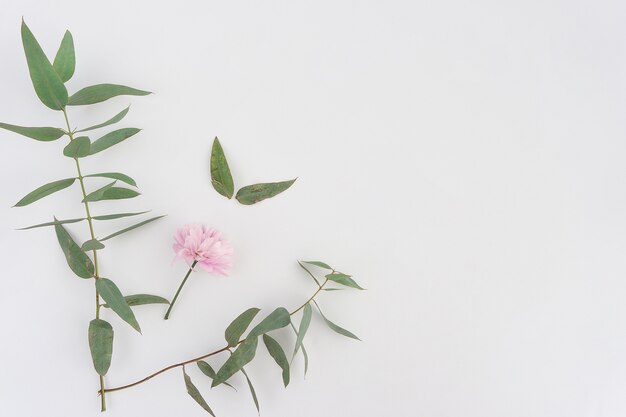 Composition florale avec des feuilles et la fleur rose