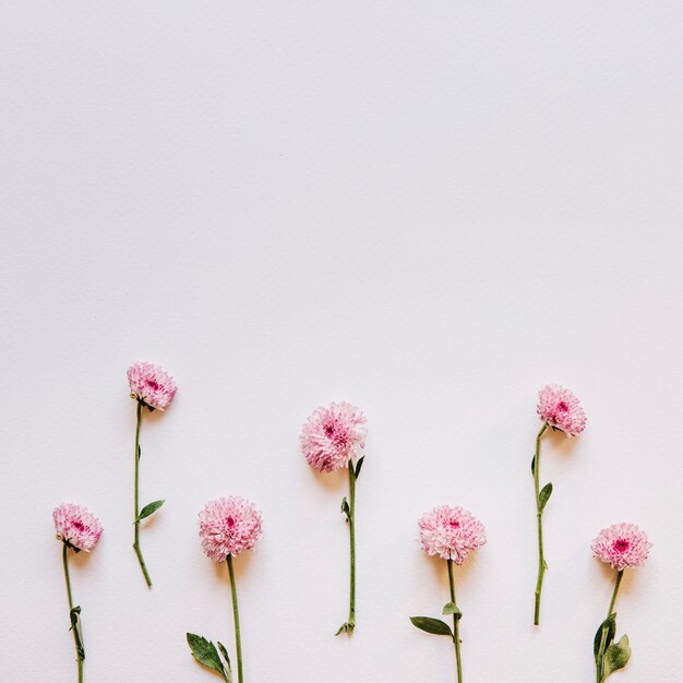 Composition florale avec des fleurs roses sur le fond