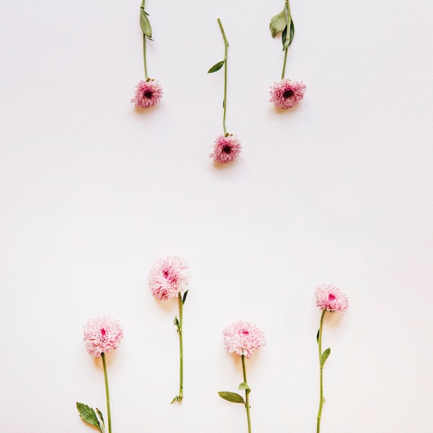 Photo gratuite composition florale avec de petites fleurs roses