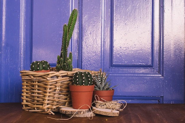 Photo gratuite composition de jardinage avec des cactus