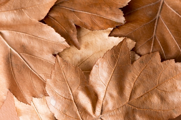 Photo gratuite composition de nature morte monochromatique avec des feuilles