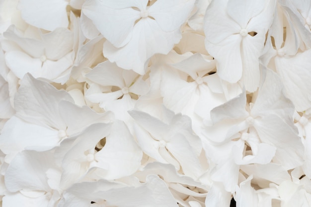 Composition de papier peint de belles fleurs