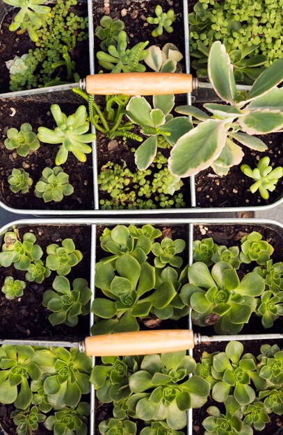 Composition de plantes vertes en pots