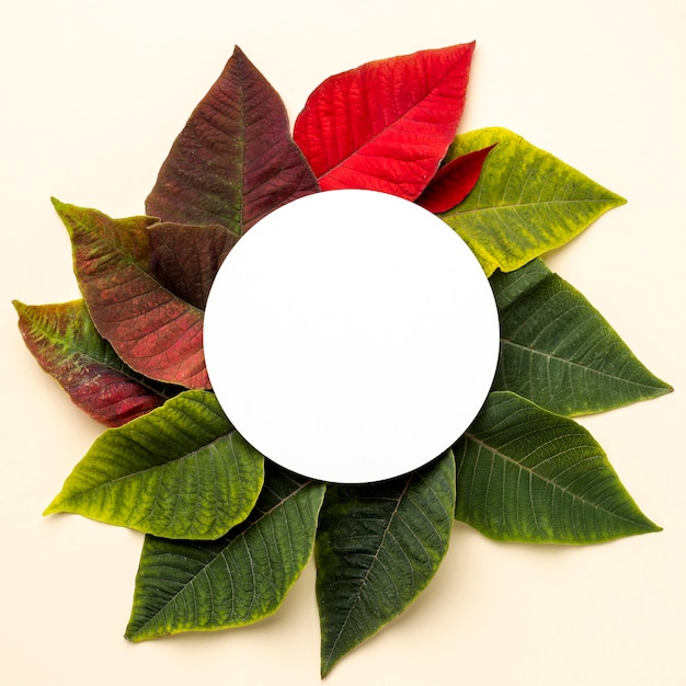 Photo gratuite composition à plat de feuilles avec objet rond
