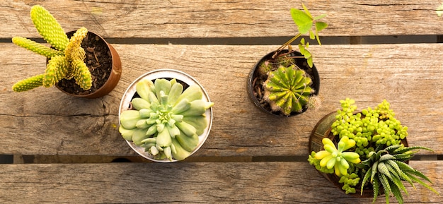 Composition de pots avec des plantes sur fond de bois