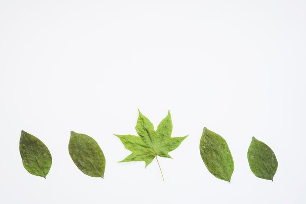 Composition en rangée avec des feuilles fanées