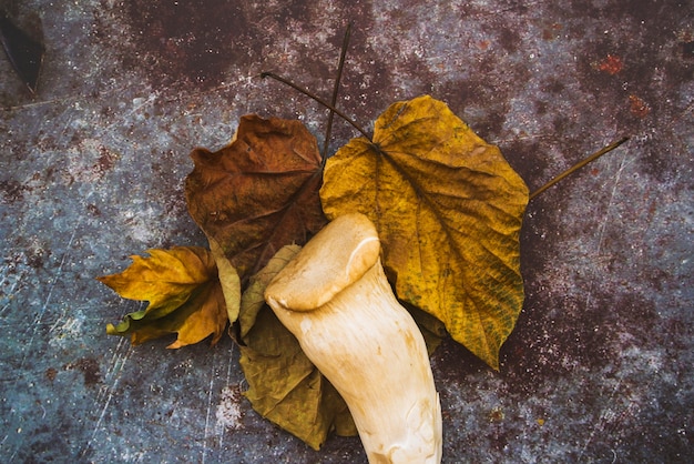 Composition avec tige de champignon et feuilles séchées