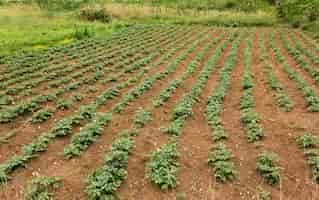 Photo gratuite concept d'agriculture à angle élevé avec des plantes