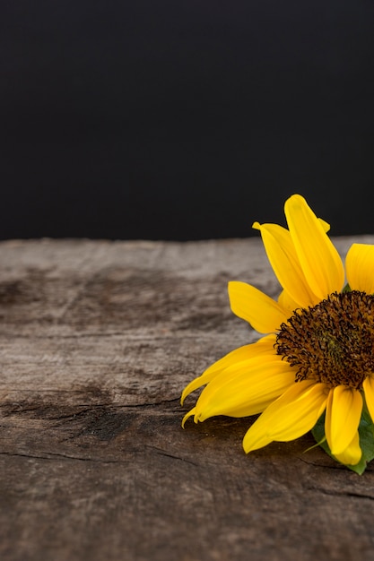 Concept d'automne avec tournesol