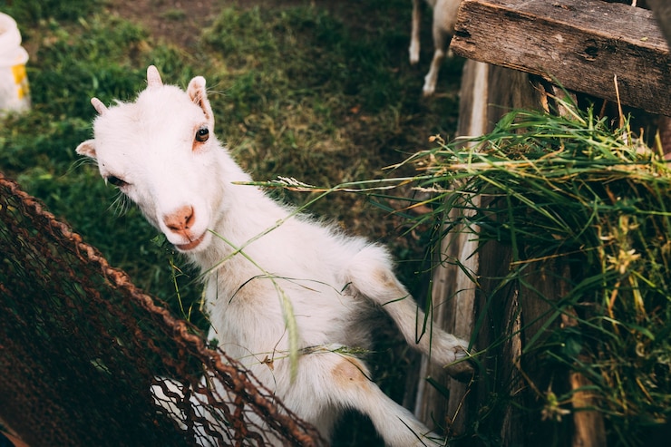 Photo gratuit concept de ferme avec chèvre mignon
