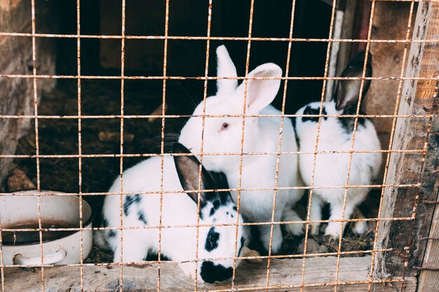 Concept de ferme avec des lapins