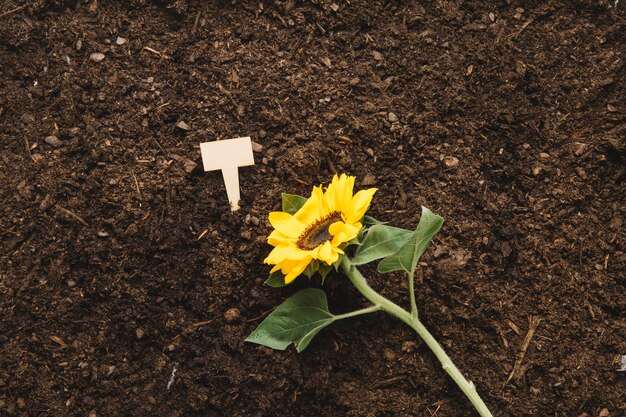 Concept de jardinage avec plante sur sol