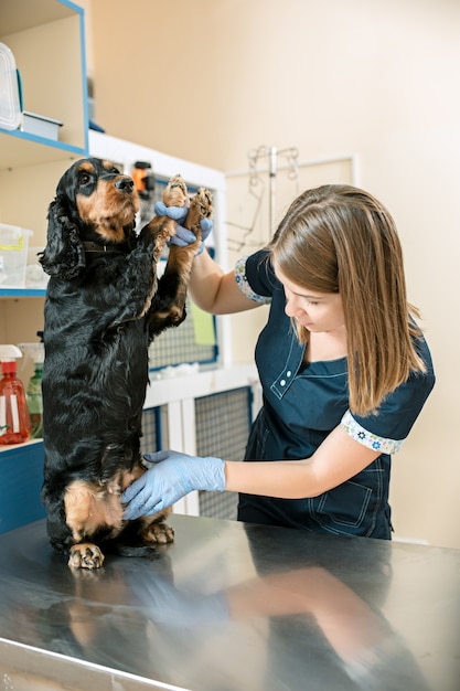 Le concept de médecine, de soins aux animaux et de personnes - chien et médecin vétérinaire à la clinique vétérinaire