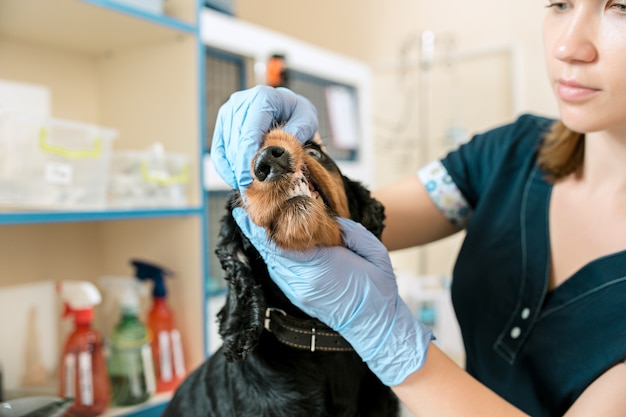 Le concept de médecine, de soins aux animaux et de personnes - chien et médecin vétérinaire à la clinique vétérinaire