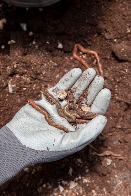 Photo gratuite concept de nature morte de compost avec des vers de terre