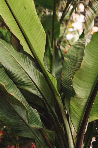 Concept de la nature avec une vue rapprochée des feuilles vertes