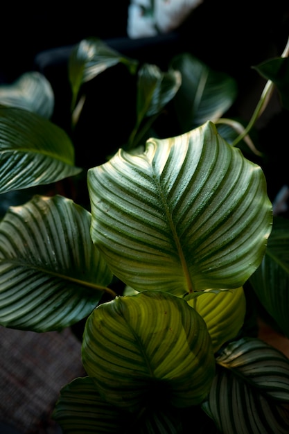 Concept de petite entreprise avec plante