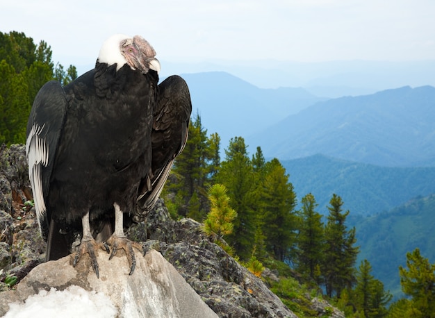 Condor andin dans la zone sauvage