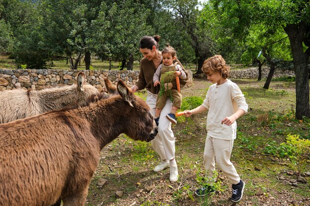 Contenu mère et enfants nourrissant d'adorables ânes domestiques à la campagne