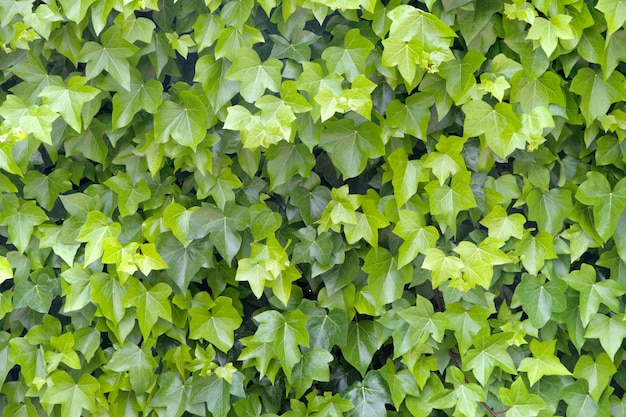 Contexte de feuilles des raisins de cuve