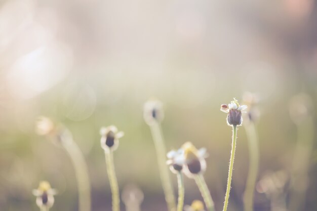 Contexte de nature vintage.