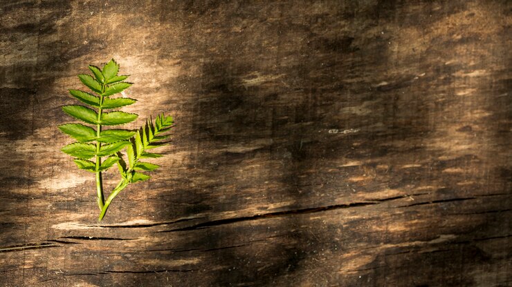 Photo gratuit copier l'espace fond en bois avec des feuilles de fougère