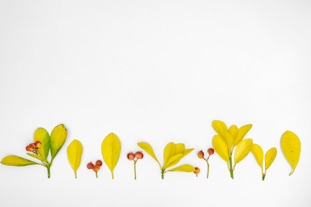 Copier l'espace rangée de feuilles