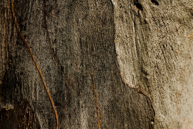 Copier l'espace texture d'arbre rouillé en bois