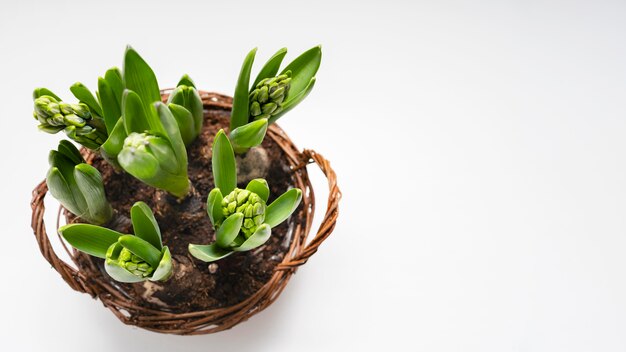 Copier le panier de l'espace avec ampoule de plantes