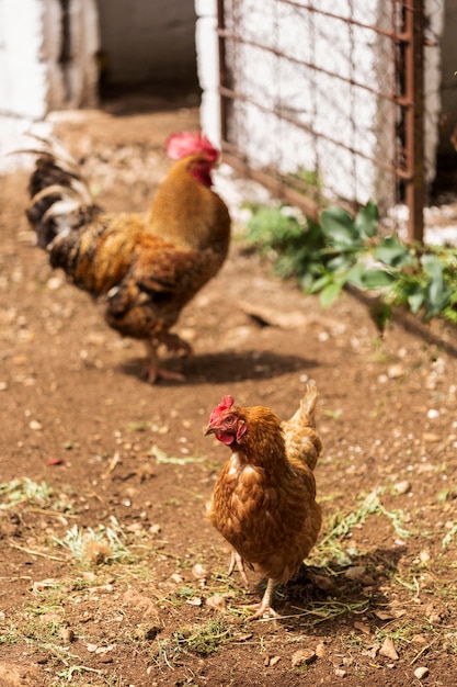 Coq flou debout