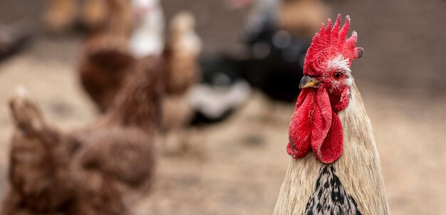 Coq gros plan et poulets flous