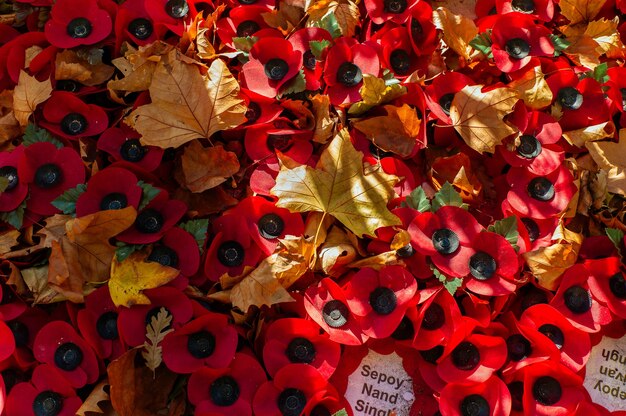 Coquelicots du jour du souvenir et feuilles d'automne.