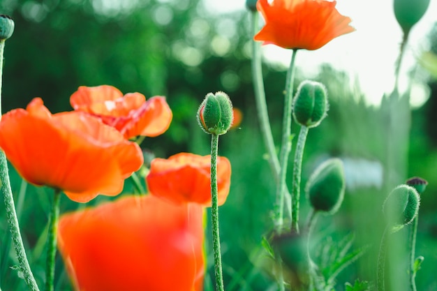 coquelicots en fleurs