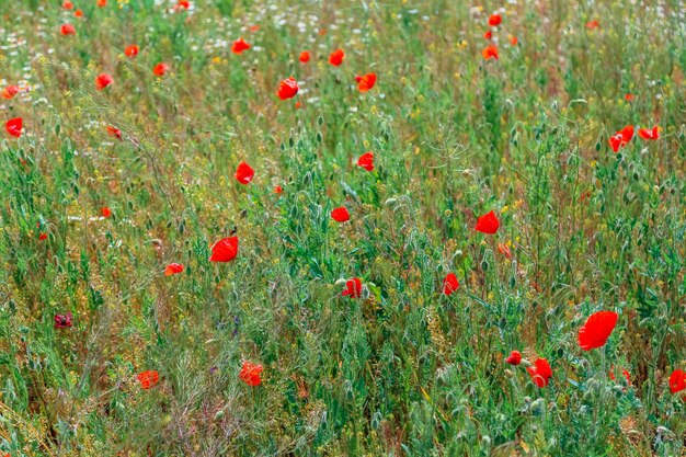 Les Coquelicots Rouges Se Balancent Dans Le Vent Dans Le Paysage Des Champs Beau Champ Avec Des Coquelicots En Fleurs Comme Symbole De La Guerre De La Memoire Et Du Jour De