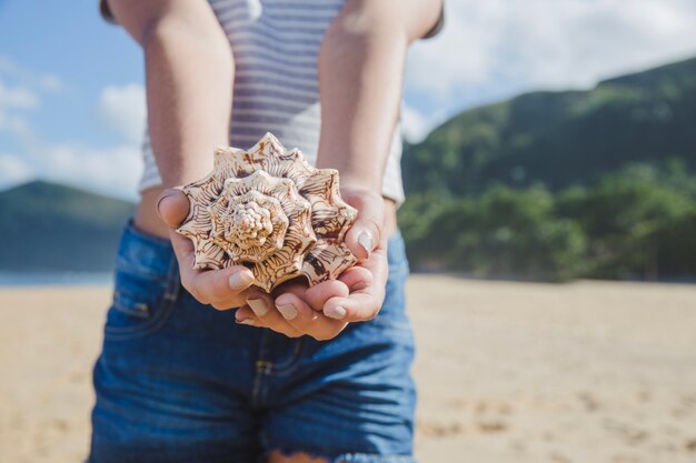 Coquillage d&#39;été