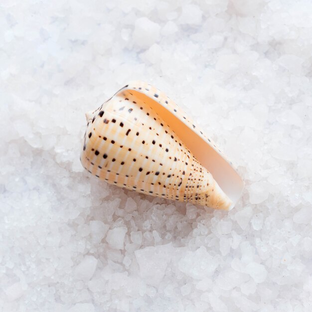 Coquillage de gros plan et sel de bain