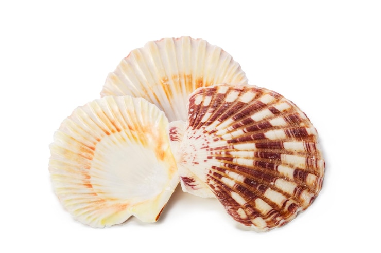 Photo gratuit coquillage isolé sur fond blanc