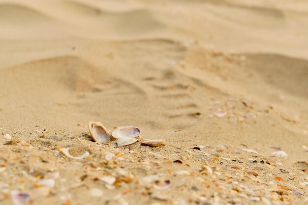 Coquillages sur une plage de sable libre idée de mise au point sélective pour un économiseur d'écran ou une publicité