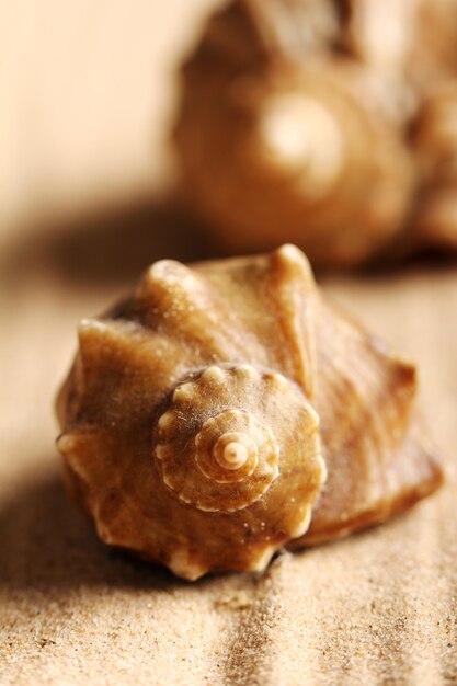 Coquillages sur le sable