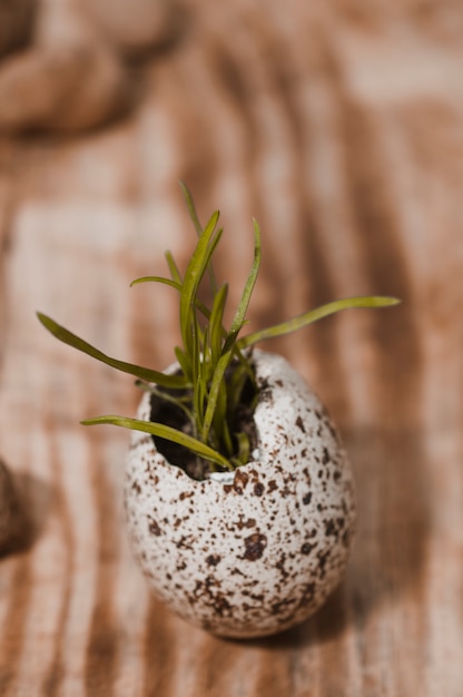 Coquille d&#39;oeuf