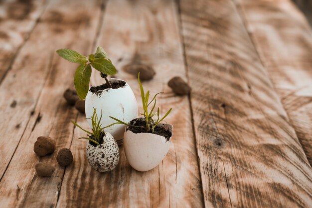 Coquilles d&#39;oeufs