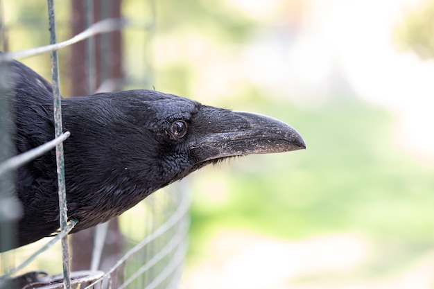 Un corbeau domestique regarde hors de sa cage. Fermer. Mode macro.