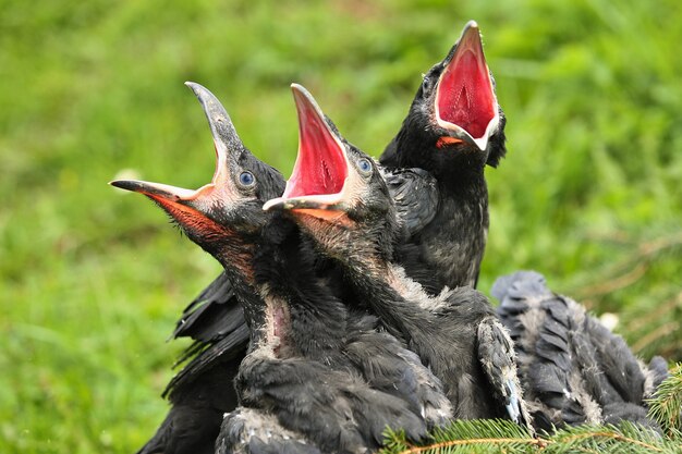 Corbeau noir dans l'habitat naturel