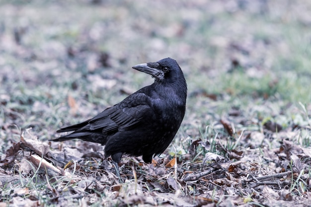 Photo gratuite corbeau noir debout sur le sol plein d'herbe et de feuilles