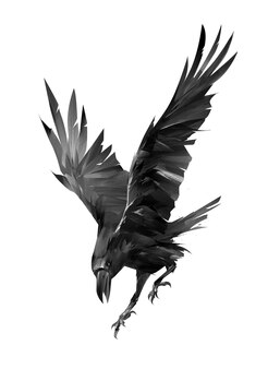 Corbeau peint attaquant un oiseau sur fond blanc